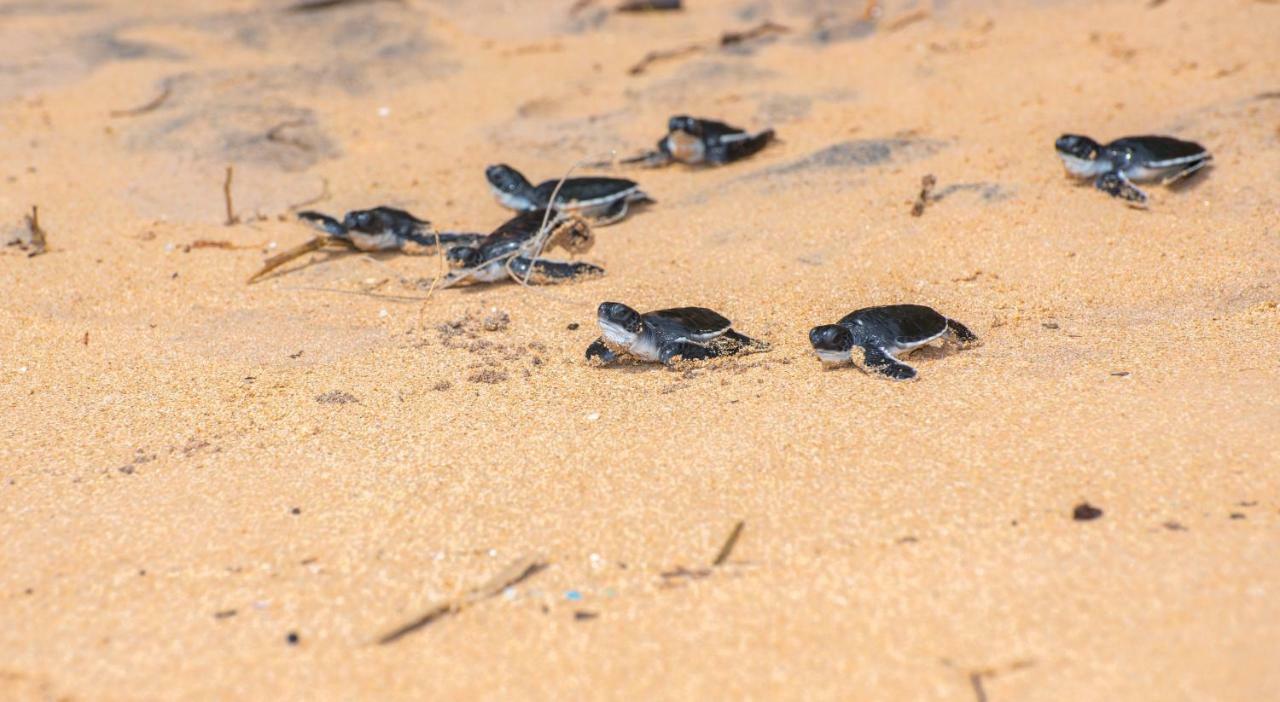Leatherback Beach Villa Ahungalla Dış mekan fotoğraf